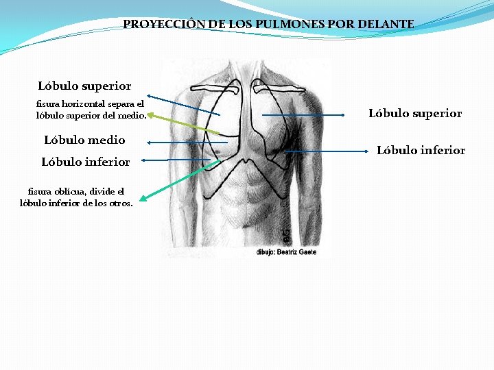 PROYECCIÓN DE LOS PULMONES POR DELANTE Lóbulo superior fisura horizontal separa el lóbulo superior