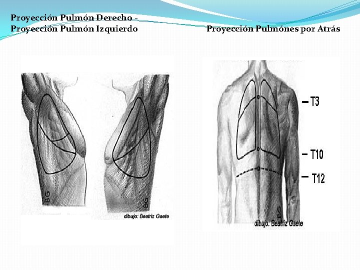 Proyección Pulmón Derecho - Proyección Pulmón Izquierdo Proyección Pulmónes por Atrás 