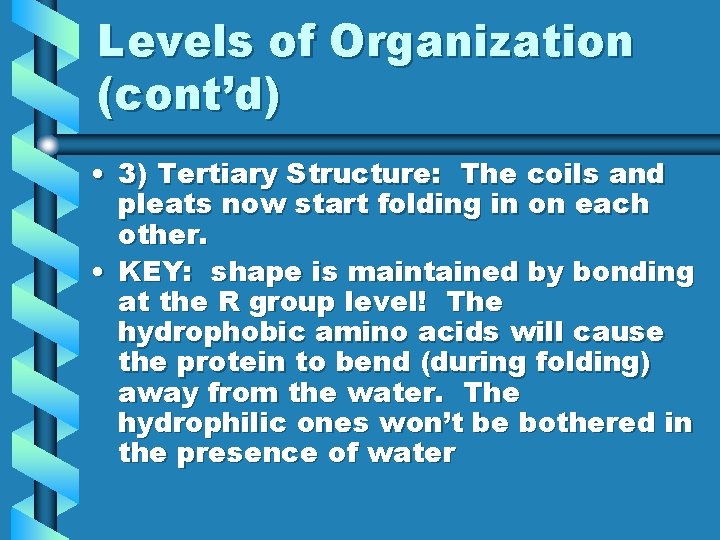 Levels of Organization (cont’d) • 3) Tertiary Structure: The coils and pleats now start