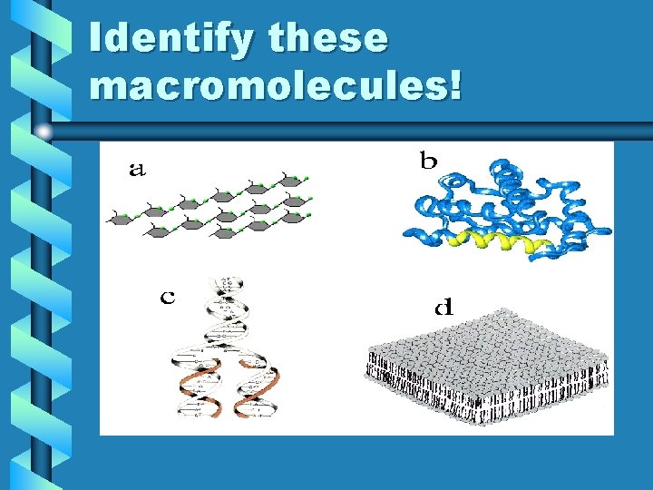 Identify these macromolecules! 