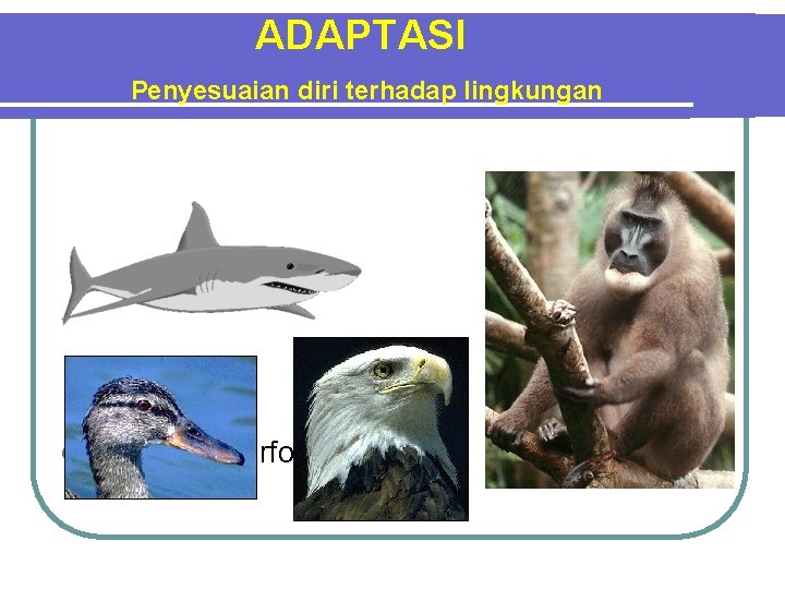 ADAPTASI Penyesuaian diri terhadap lingkungan l Adaptasi Morfologi 