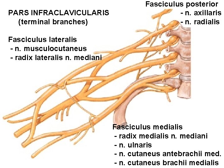 PARS INFRACLAVICULARIS (terminal branches) Fasciculus posterior - n. axillaris - n. radialis Fasciculus lateralis