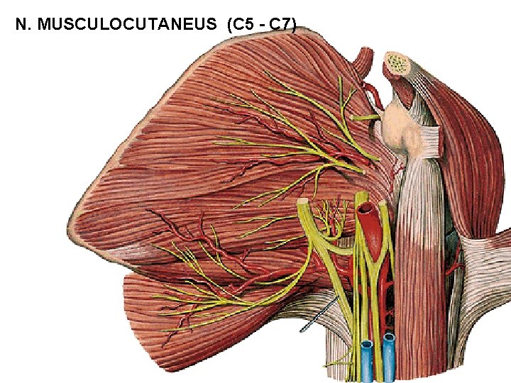 N. MUSCULOCUTANEUS (C 5 - C 7) 