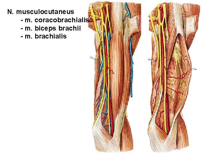 N. musculocutaneus - m. coracobrachialis - m. biceps brachii - m. brachialis 