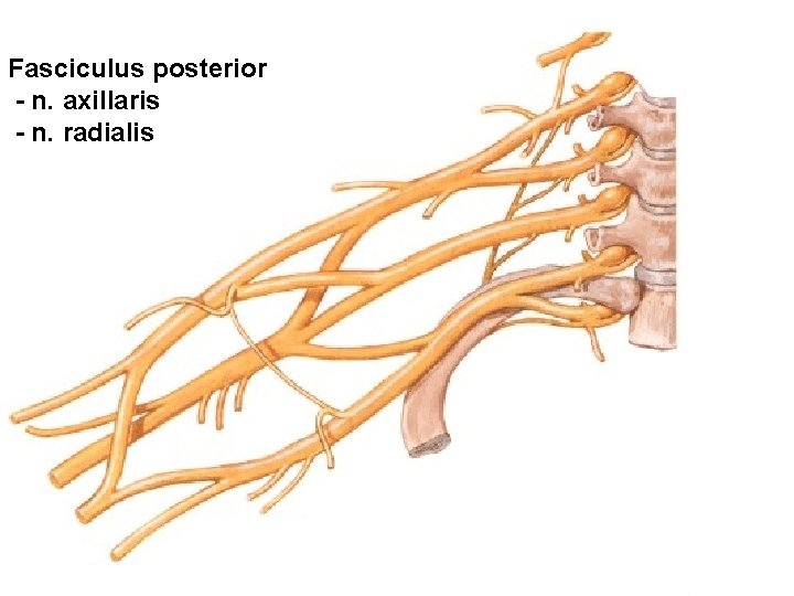 Fasciculus posterior - n. axillaris - n. radialis 