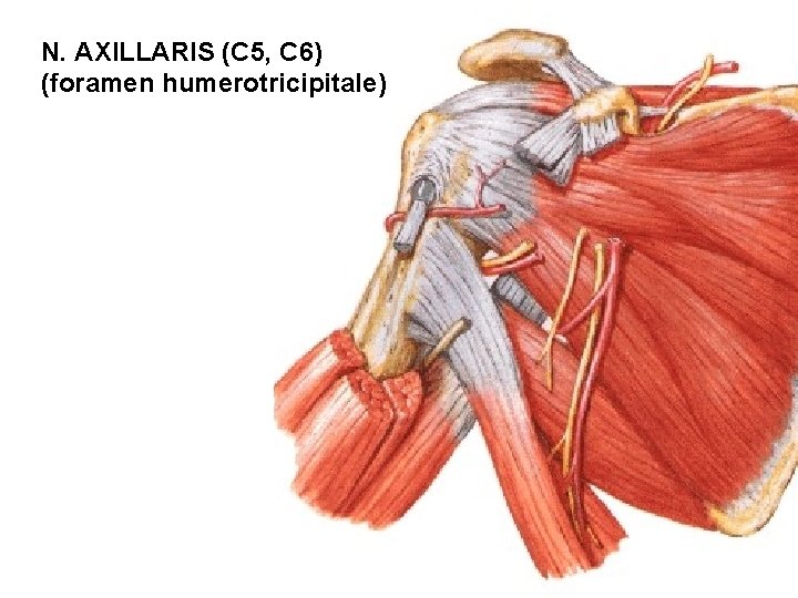 N. AXILLARIS (C 5, C 6) (foramen humerotricipitale) 