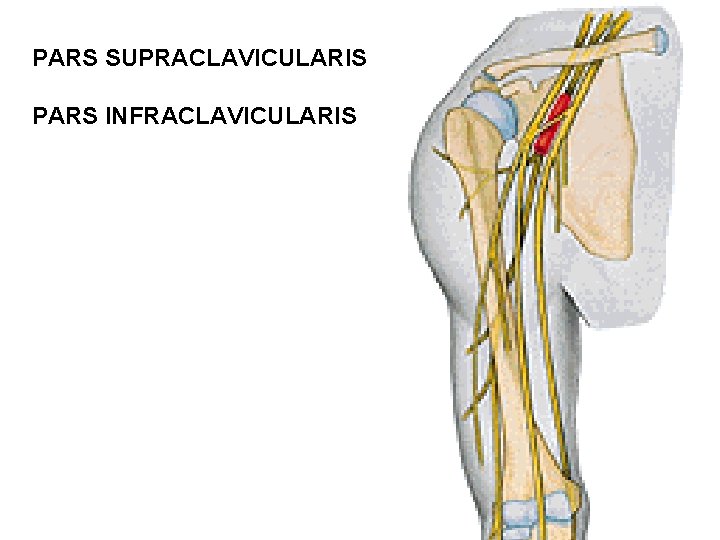 PARS SUPRACLAVICULARIS PARS INFRACLAVICULARIS 