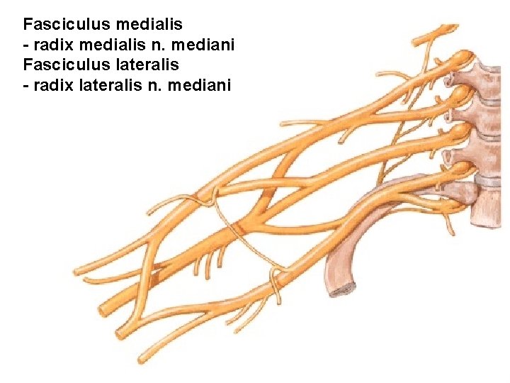 Fasciculus medialis - radix medialis n. mediani Fasciculus lateralis - radix lateralis n. mediani