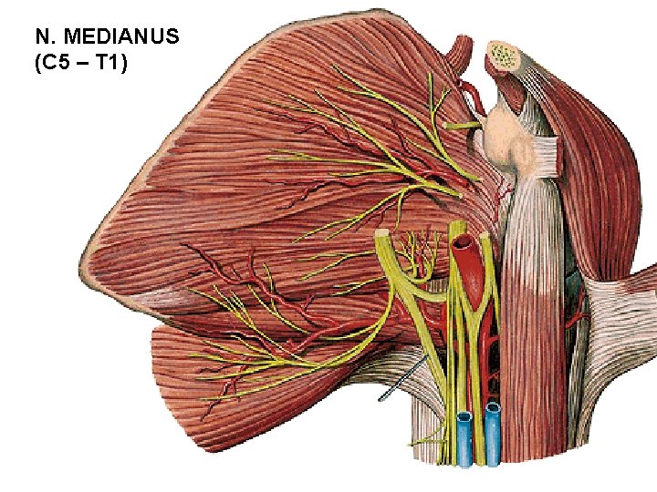 N. MEDIANUS (C 5 – T 1) 