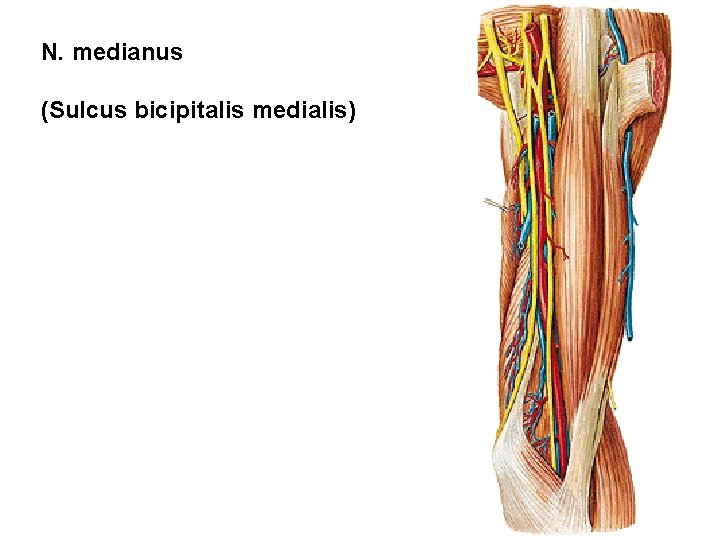 N. medianus (Sulcus bicipitalis medialis) 