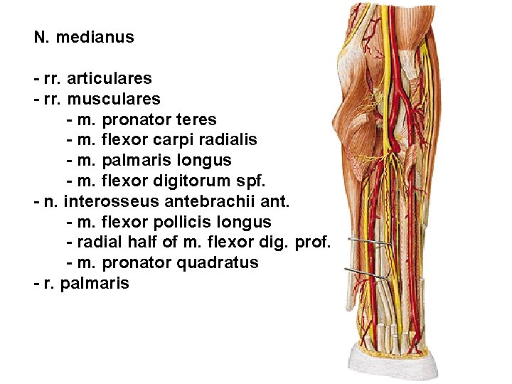 N. medianus - rr. articulares - rr. musculares - m. pronator teres - m.