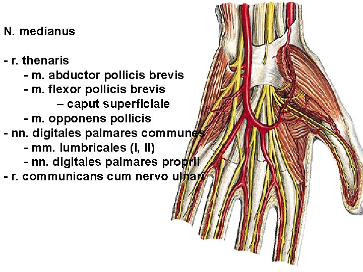 N. medianus - r. thenaris - m. abductor pollicis brevis - m. flexor pollicis