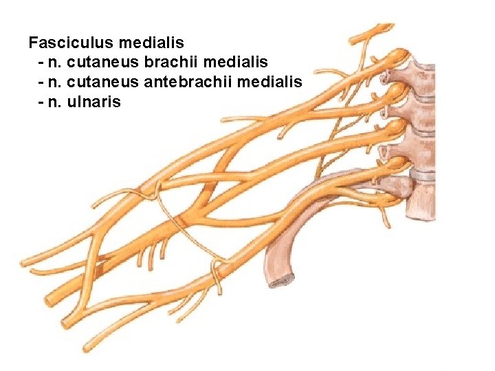 Fasciculus medialis - n. cutaneus brachii medialis - n. cutaneus antebrachii medialis - n.