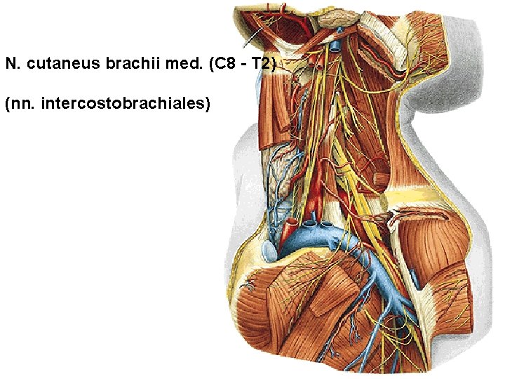 N. cutaneus brachii med. (C 8 - T 2) (nn. intercostobrachiales) 