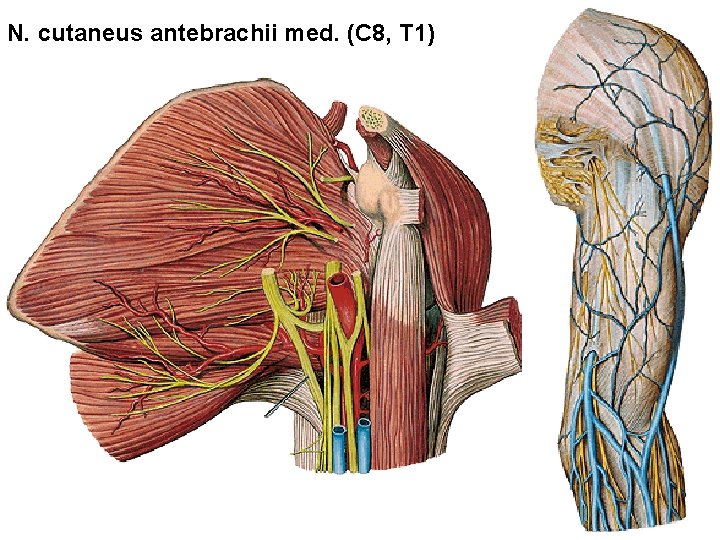 N. cutaneus antebrachii med. (C 8, T 1) 