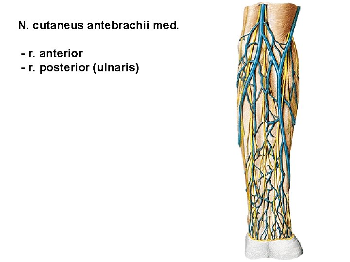 N. cutaneus antebrachii med. - r. anterior - r. posterior (ulnaris) 