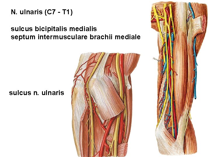 N. ulnaris (C 7 - T 1) sulcus bicipitalis medialis septum intermusculare brachii mediale