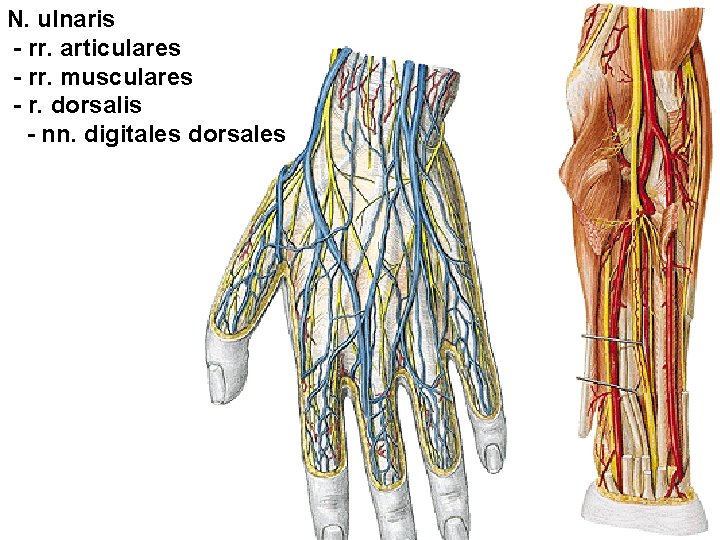 N. ulnaris - rr. articulares - rr. musculares - r. dorsalis - nn. digitales