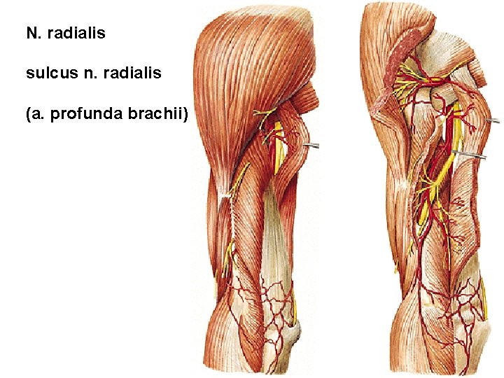 N. radialis sulcus n. radialis (a. profunda brachii) 