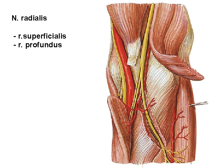 N. radialis - r. superficialis - r. profundus 