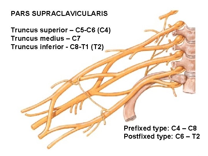 PARS SUPRACLAVICULARIS Truncus superior – C 5 -C 6 (C 4) Truncus medius –