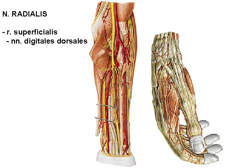 N. RADIALIS - r. superficialis - nn. digitales dorsales 