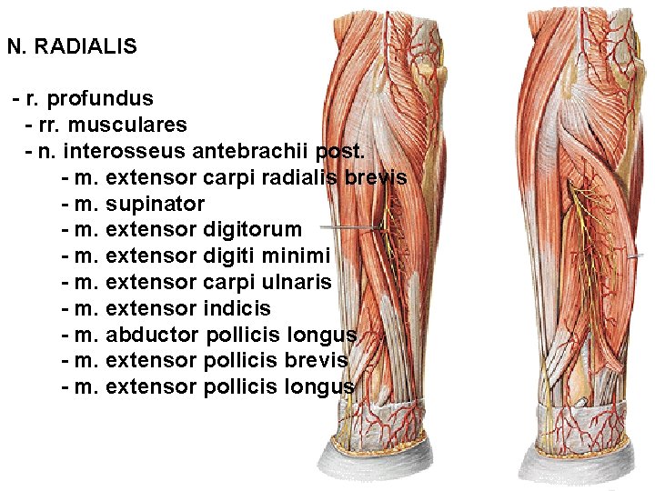 N. RADIALIS - r. profundus - rr. musculares - n. interosseus antebrachii post. -