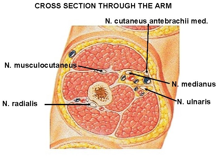 CROSS SECTION THROUGH THE ARM N. cutaneus antebrachii med. N. musculocutaneus N. medianus N.