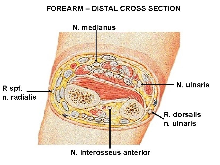 FOREARM – DISTAL CROSS SECTION N. medianus N. ulnaris R spf. n. radialis R.