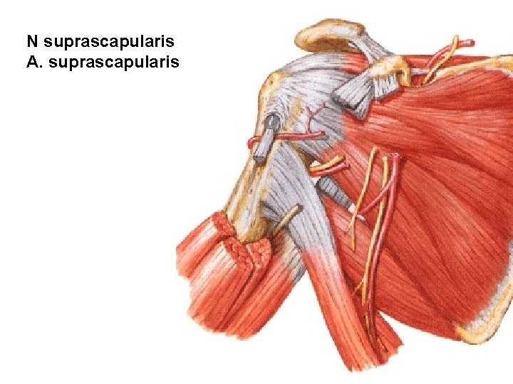 N suprascapularis A. suprascapularis 