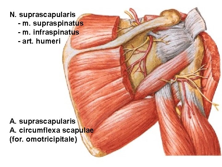 N. suprascapularis - m. supraspinatus - m. infraspinatus - art. humeri A. suprascapularis A.