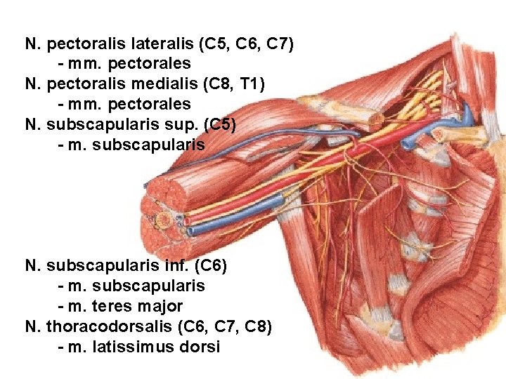 N. pectoralis lateralis (C 5, C 6, C 7) - mm. pectorales N. pectoralis