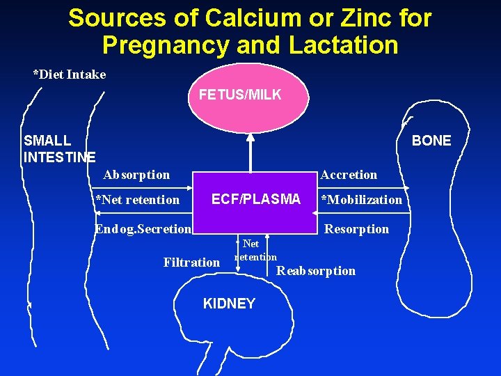 Nutrient Bioavailability during Reproduction C King Ph