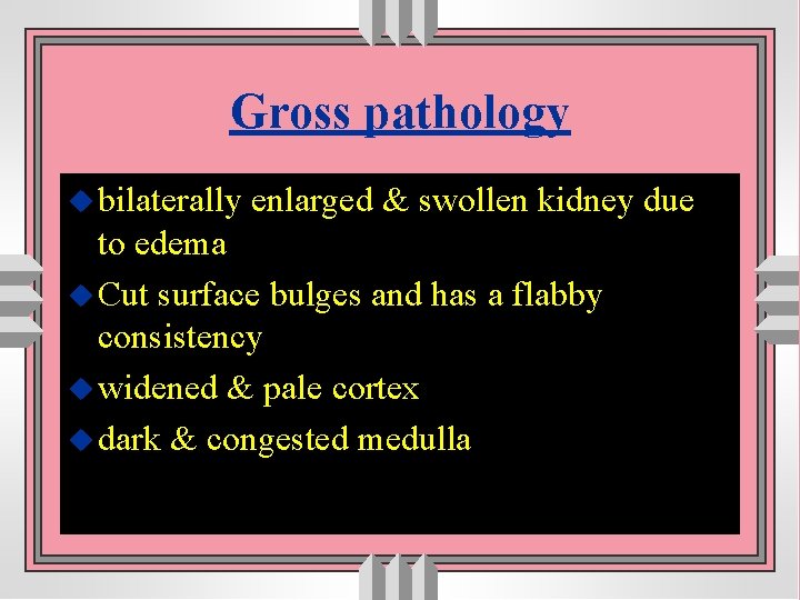 Gross pathology u bilaterally enlarged & swollen kidney due to edema u Cut surface