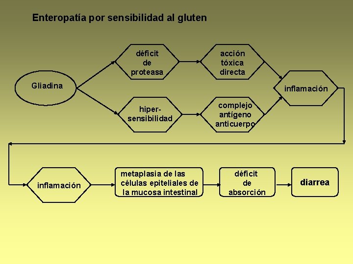 Enteropatía por sensibilidad al gluten déficit de proteasa acción tóxica directa Gliadina inflamación hipersensibilidad