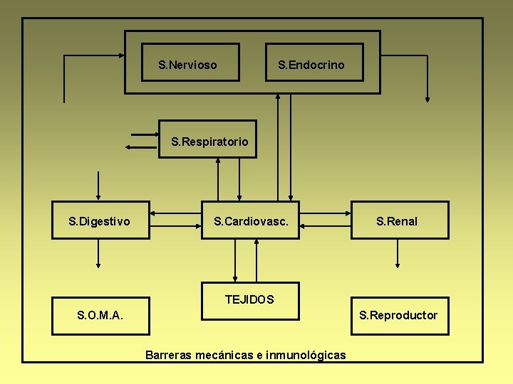 S. Nervioso S. Endocrino S. Respiratorio S. Digestivo S. Cardiovasc. S. Renal TEJIDOS S.