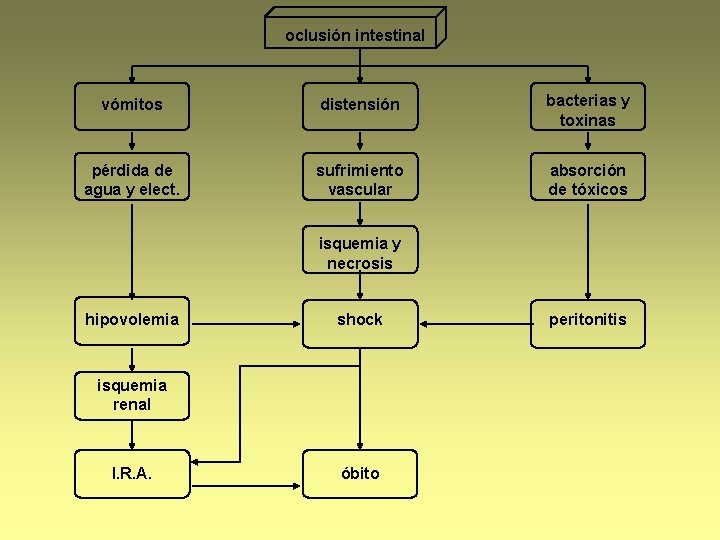 oclusión intestinal vómitos distensión bacterias y toxinas pérdida de agua y elect. sufrimiento vascular