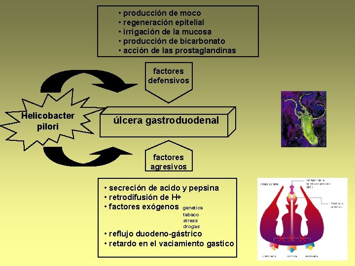  • producción de moco • regeneración epitelial • irrigación de la mucosa •