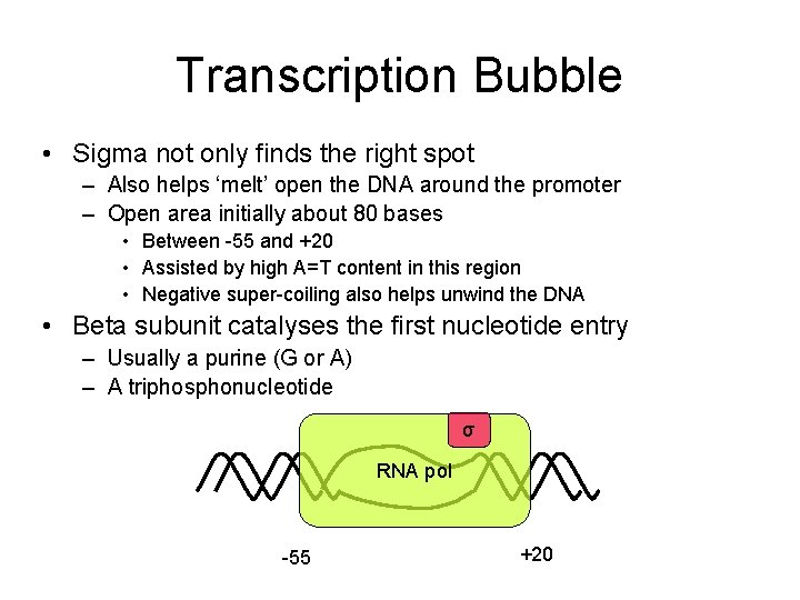 Transcription Bubble • Sigma not only finds the right spot – Also helps ‘melt’