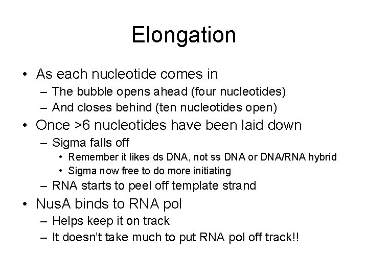 Elongation • As each nucleotide comes in – The bubble opens ahead (four nucleotides)