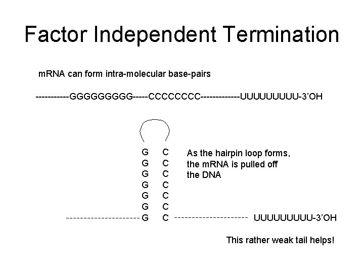 Factor Independent Termination m. RNA can form intra-molecular base-pairs ------GGGGG-----CCCC-------UUUUU-3’OH G G G G