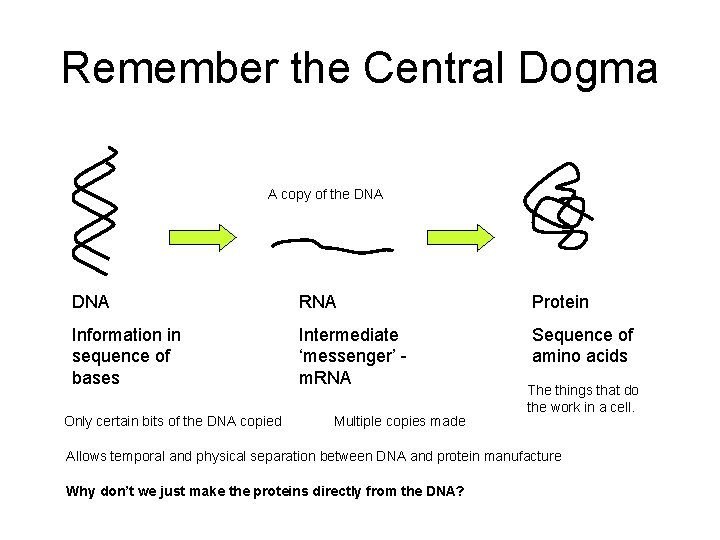 Remember the Central Dogma A copy of the DNA RNA Protein Information in sequence
