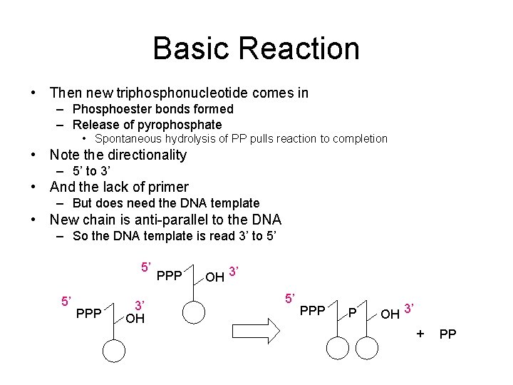 Basic Reaction • Then new triphosphonucleotide comes in – Phosphoester bonds formed – Release