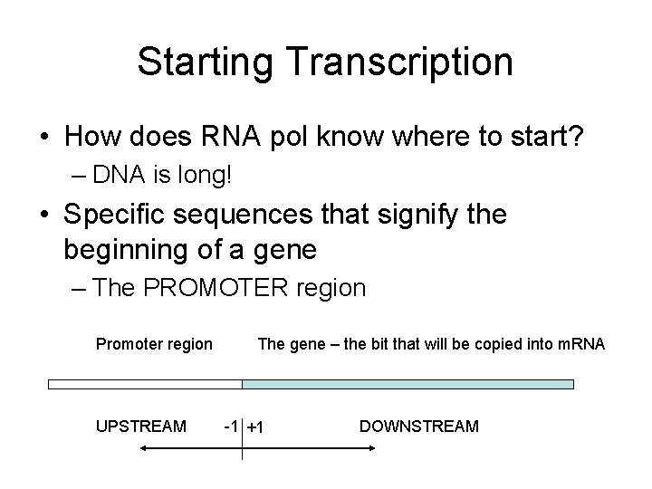 Starting Transcription • How does RNA pol know where to start? – DNA is