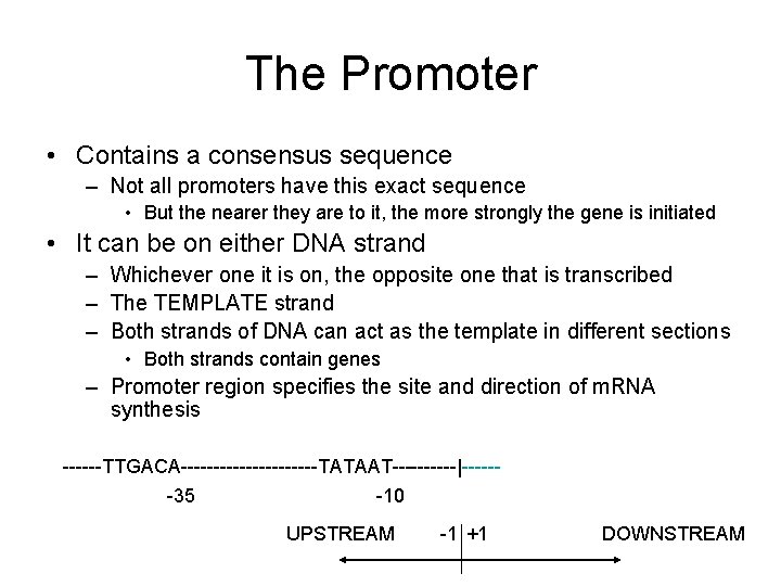 The Promoter • Contains a consensus sequence – Not all promoters have this exact