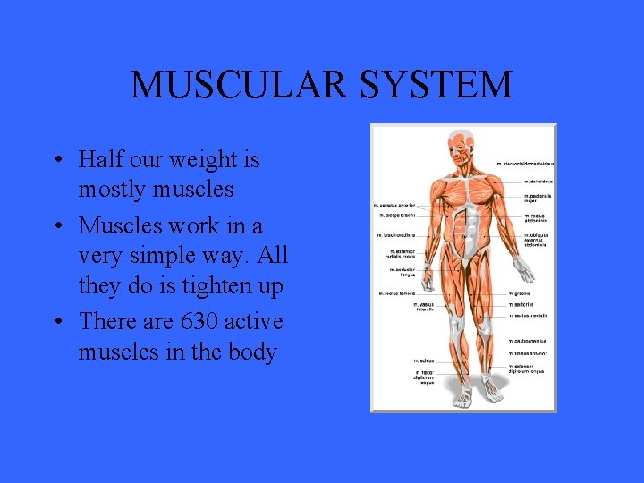 MUSCULAR SYSTEM • Half our weight is mostly muscles • Muscles work in a