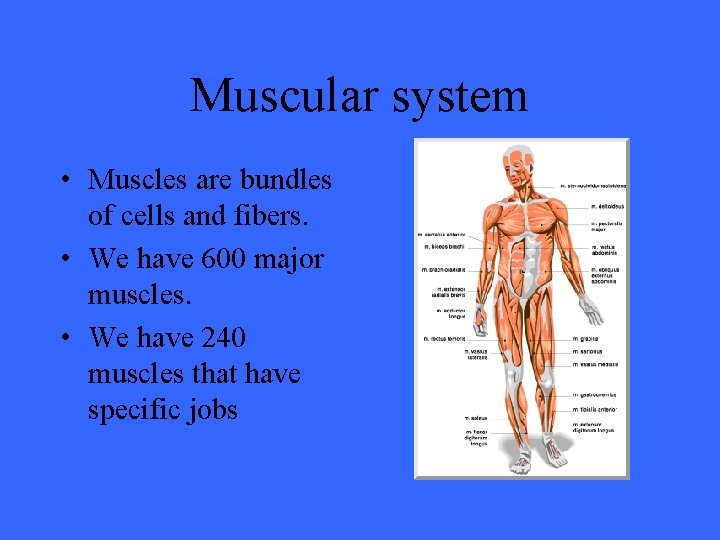 Muscular system • Muscles are bundles of cells and fibers. • We have 600