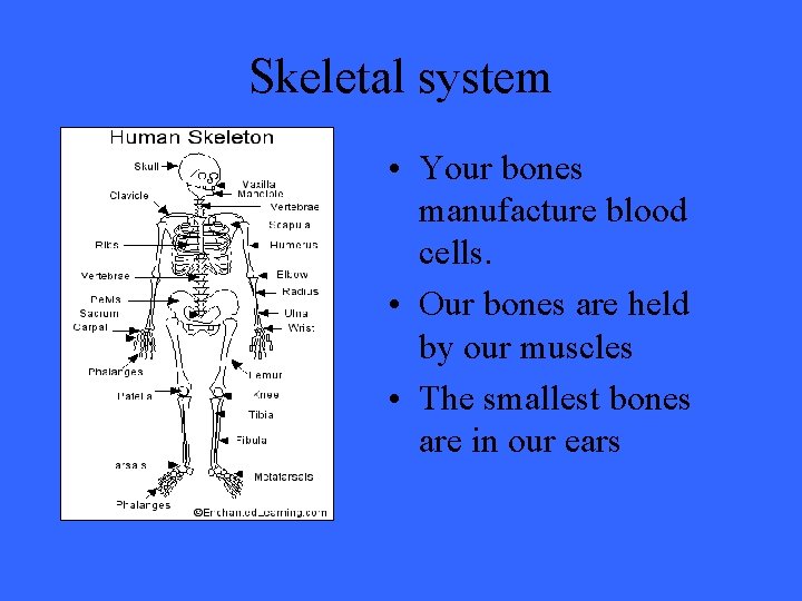 Skeletal system • Your bones manufacture blood cells. • Our bones are held by