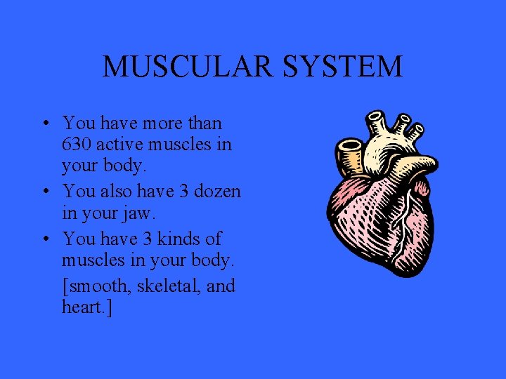 MUSCULAR SYSTEM • You have more than 630 active muscles in your body. •