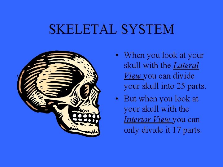 SKELETAL SYSTEM • When you look at your skull with the Lateral View you